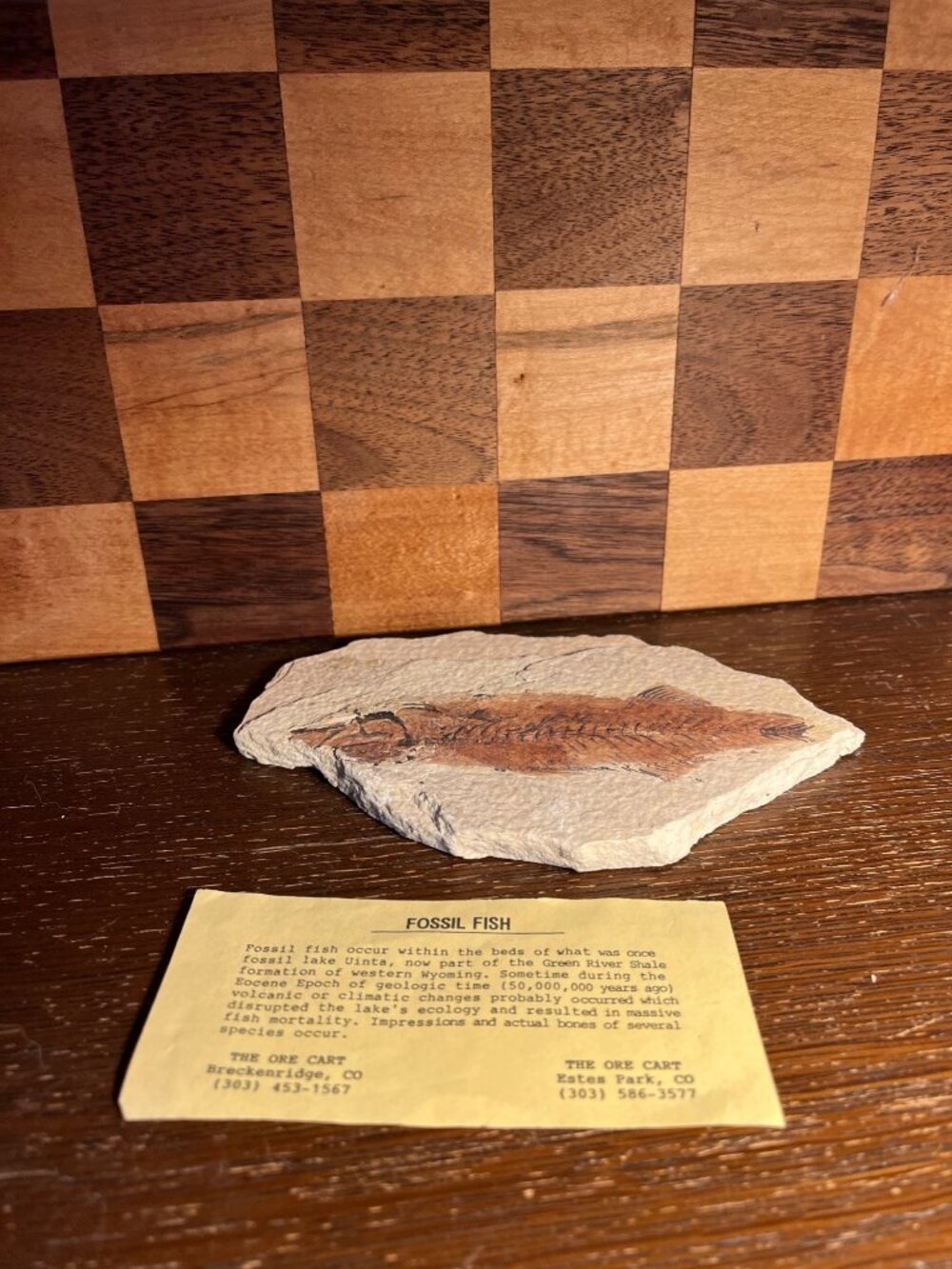 Fish Fossil A1132